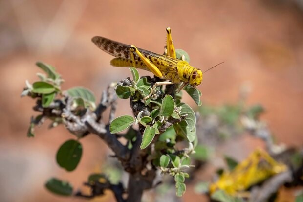 Desert locust to fuel hunger in Asia, Pacific: FAO
